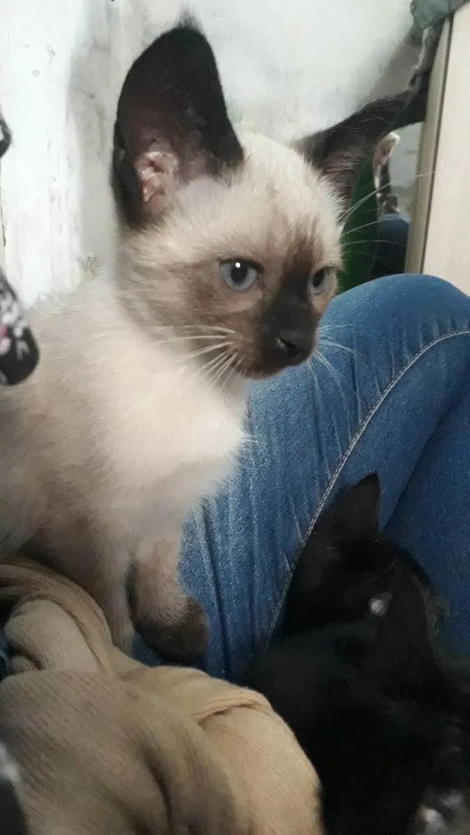 Gato raça SRD idade Abaixo de 2 meses nome Hugo