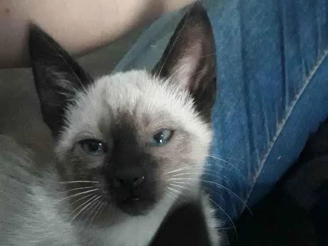 Gato raça SRD idade Abaixo de 2 meses nome Hugo