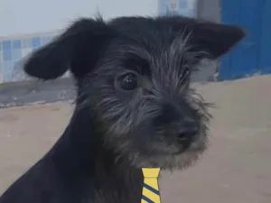 Cachorro raça Mestiço  idade 2 a 6 meses nome Charlie 