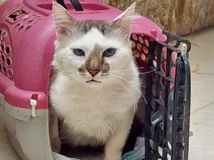 Gato raça Srd idade 1 ano nome Snow Lindo 