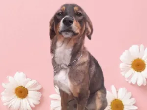Cachorro raça Srd idade 7 a 11 meses nome Carly porteP Linda 