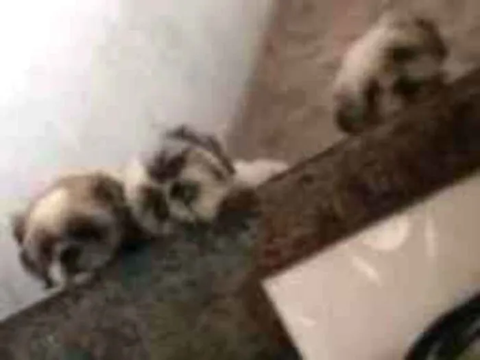 Cachorro raça Chotzu idade 4 anos nome Pingo / Cristal / Br