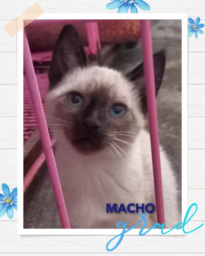 Gato raça SRD idade Abaixo de 2 meses nome Hugo