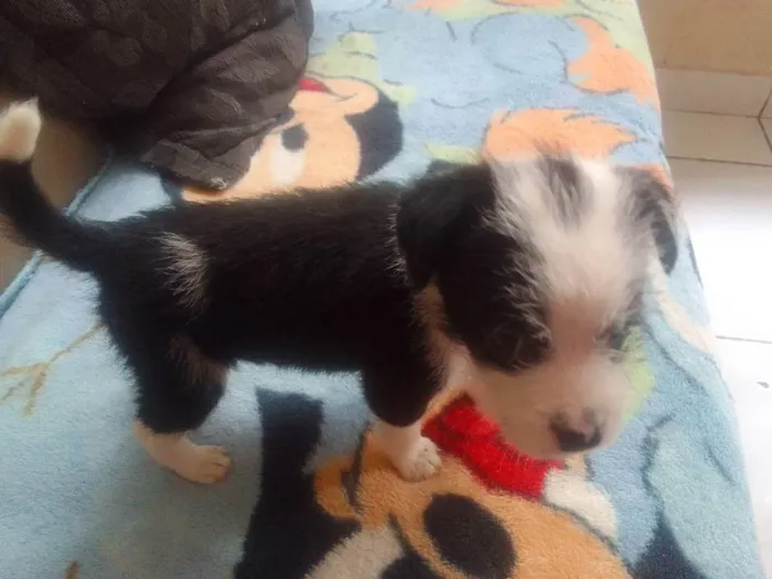 Cachorro ra a Srd idade Abaixo de 2 meses nome Sem nome
