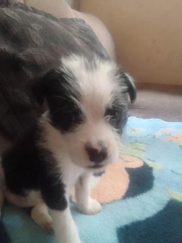 Cachorro ra a Srd idade Abaixo de 2 meses nome Sem nome