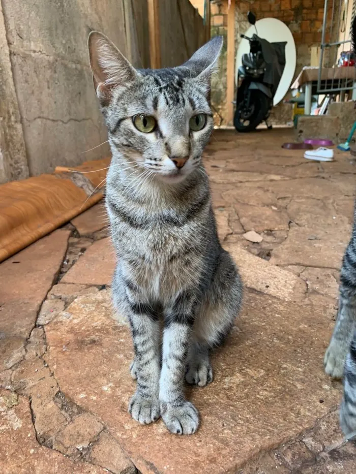 Gato ra a  idade 2 anos nome Gatinha 