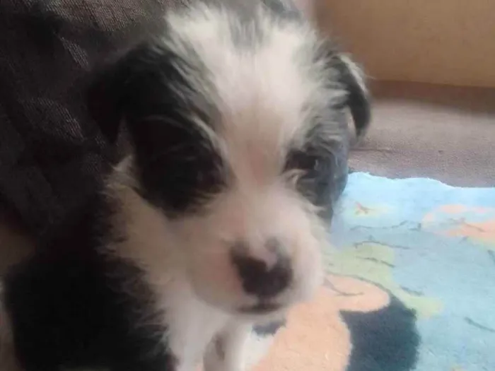 Cachorro ra a Srd idade Abaixo de 2 meses nome Sem nome