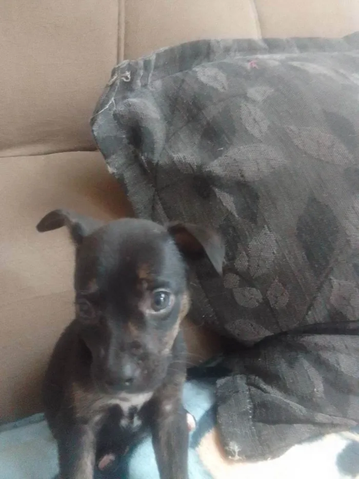 Cachorro ra a Srd idade Abaixo de 2 meses nome Sem nome