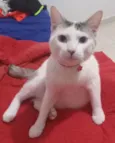Tobi