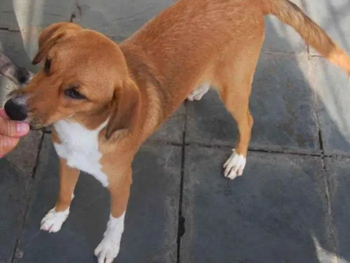 Cachorro raça SRD idade 1 ano nome Nina