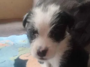 Cachorro raça Srd idade Abaixo de 2 meses nome Sem nome
