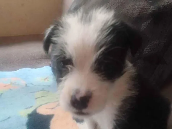 Cachorro ra a Srd idade Abaixo de 2 meses nome Sem nome