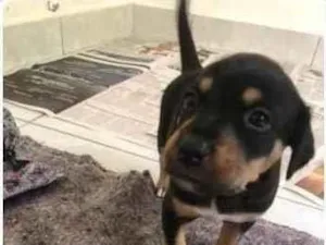 Cachorro raça srd idade Abaixo de 2 meses nome Bella