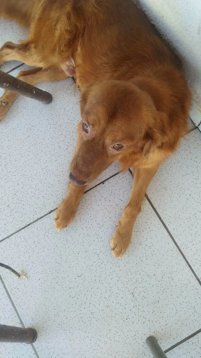 Cachorro ra a Vira lata idade 4 anos nome Lyon