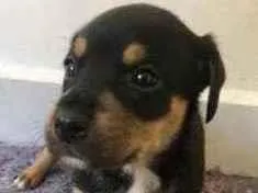 Cachorro raça srd idade Abaixo de 2 meses nome Lady