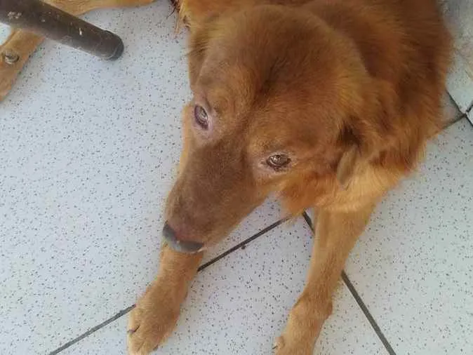 Cachorro ra a Vira lata idade 4 anos nome Lyon