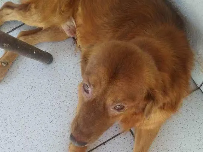 Cachorro ra a Vira lata idade 4 anos nome Lyon