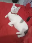 Tobi