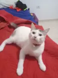 Tobi