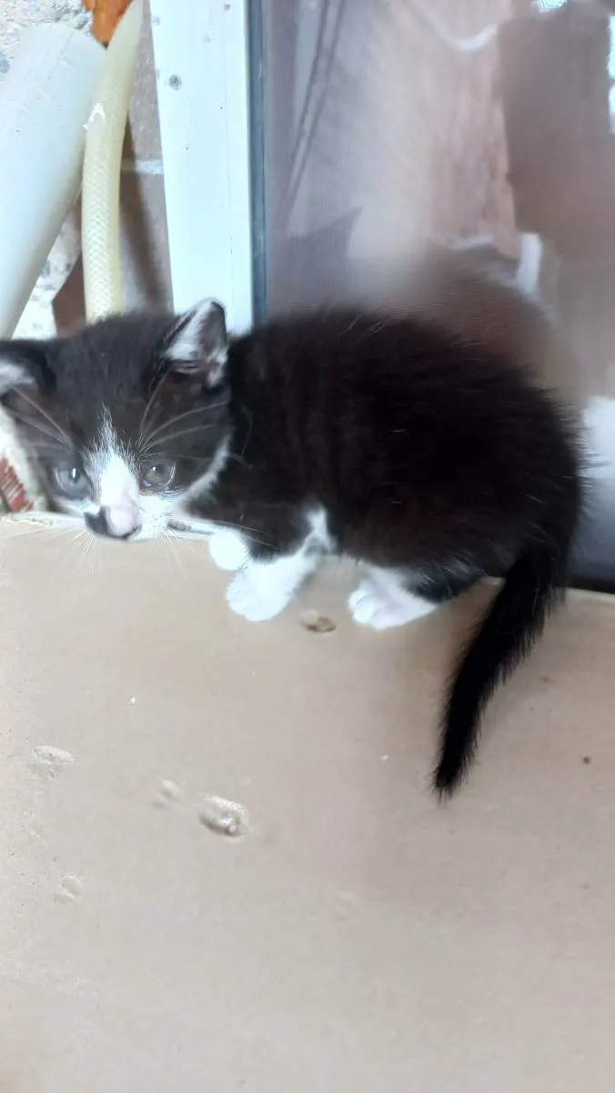 Gato ra a Desconhecida idade 2 a 6 meses nome Aquarela
