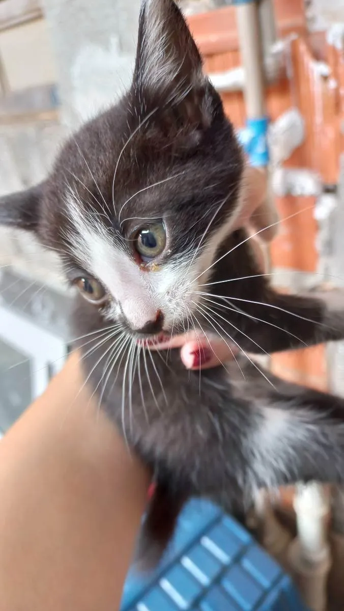 Gato ra a Desconhecida idade 2 a 6 meses nome Aquarela