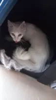 Amora