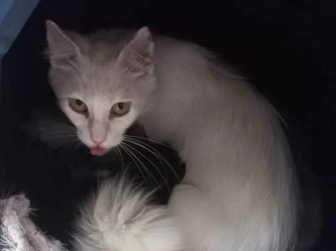 Gato ra a Desconhecida idade 7 a 11 meses nome Amora