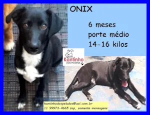 Cachorro raça SRD idade 2 a 6 meses nome Onix
