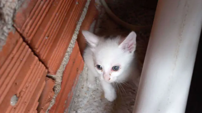 Gato ra a Desconhecida idade 2 a 6 meses nome Joca