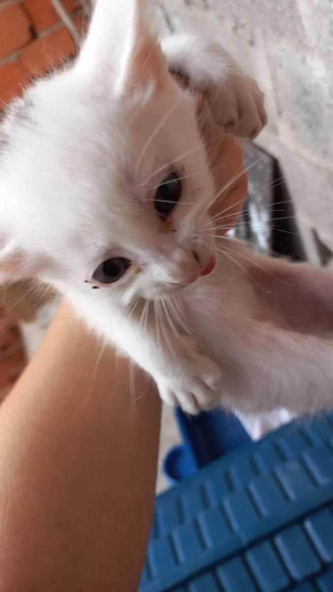 Gato ra a Desconhecida idade 2 a 6 meses nome Joca
