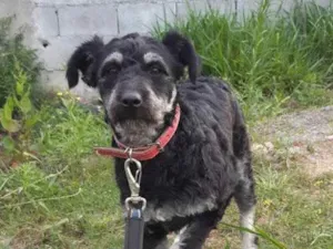 Cachorro raça SRD idade 7 a 11 meses nome NINA