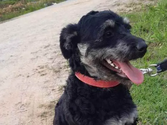 Cachorro raça SRD idade 7 a 11 meses nome NINA