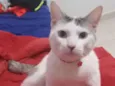 Tobi