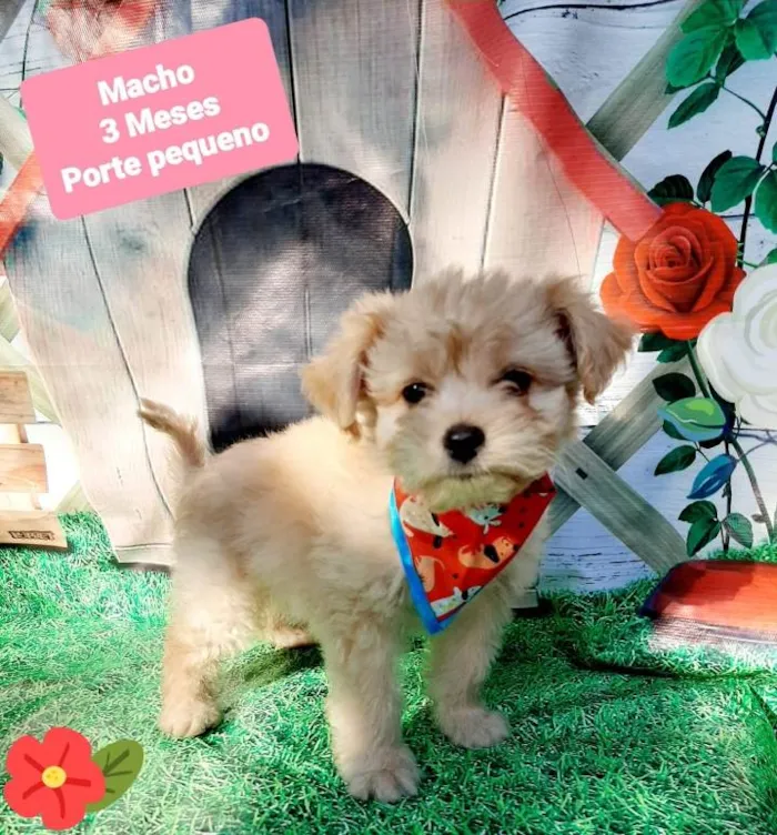 Cachorro raça Srd idade 2 a 6 meses nome Ursinho 