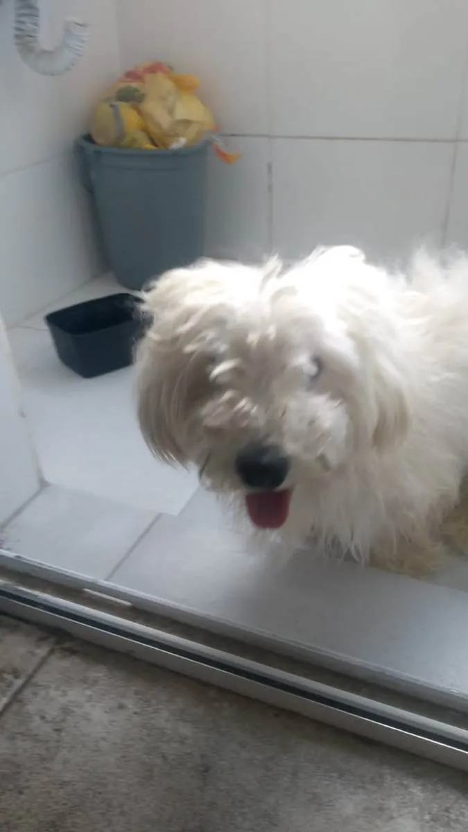 Cachorro ra a Poodle idade  nome Sem nome