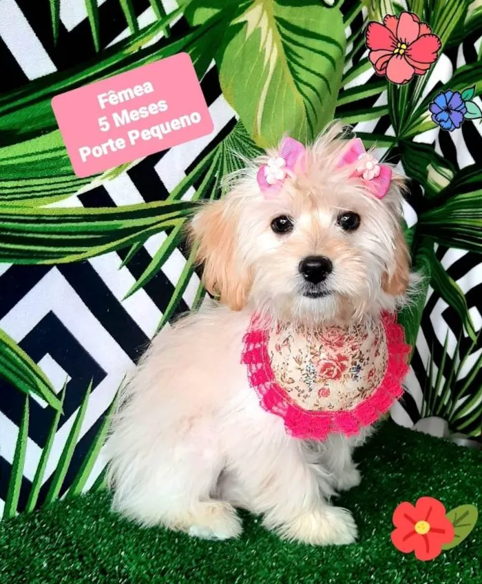 Cachorro raça Srd idade 2 a 6 meses nome Luluca