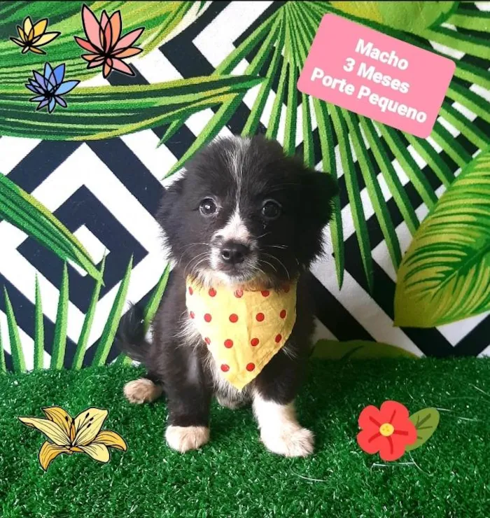 Cachorro raça Srd idade 2 a 6 meses nome Mickey 