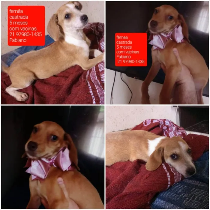 Cachorro ra a Srd  idade 2 a 6 meses nome Filhotes 5 meses