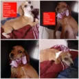 Filhotes 5 meses