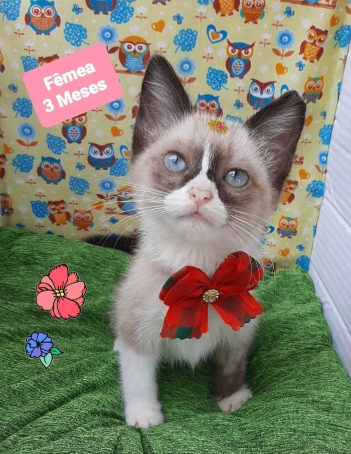 Gato raça Srd idade 2 a 6 meses nome Maitê