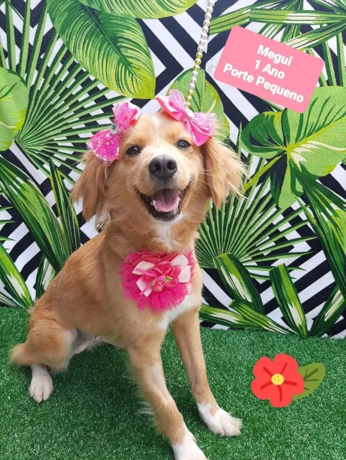 Cachorro raça Srd idade 1 ano nome Megui 