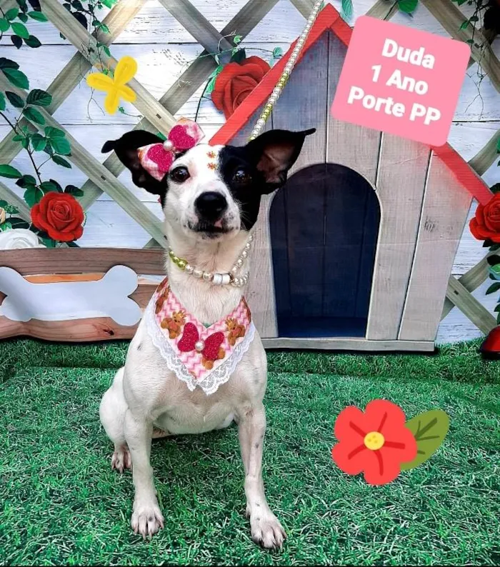 Cachorro raça Srd idade 1 ano nome Duda