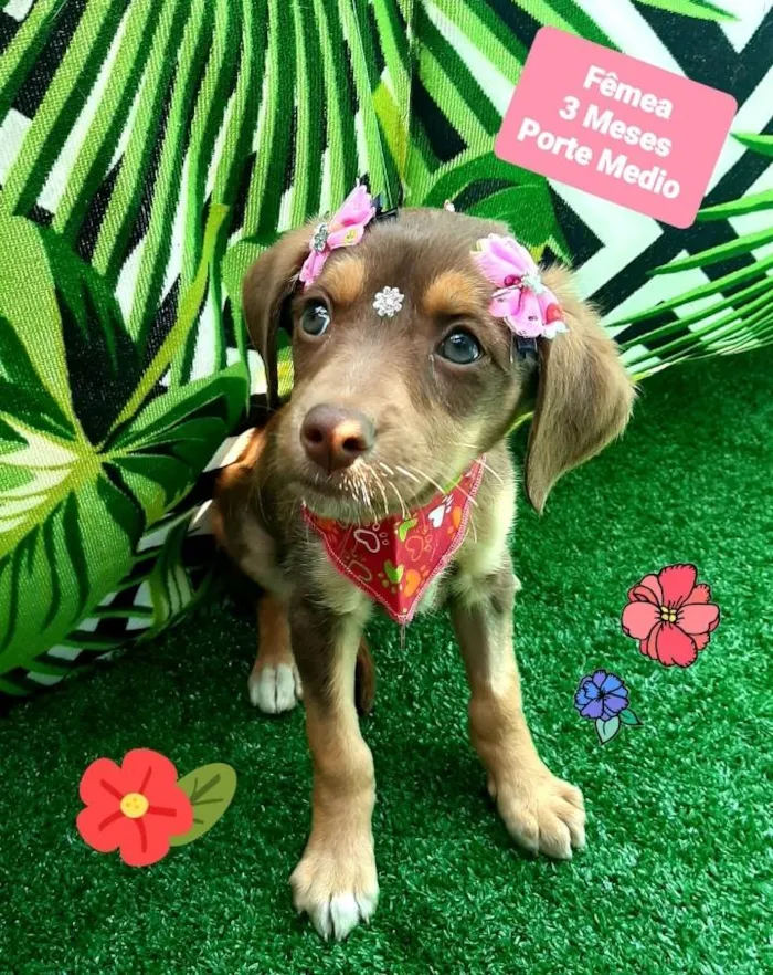 Cachorro raça Srd idade 2 a 6 meses nome Ster