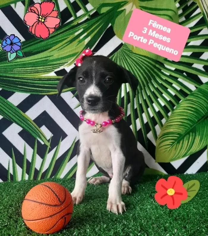 Cachorro raça Srd idade 2 a 6 meses nome Adele