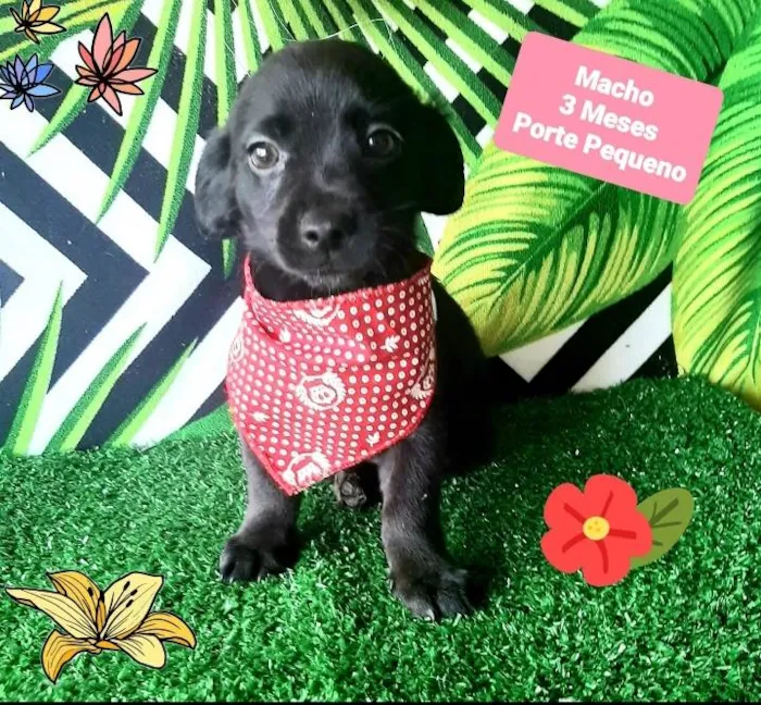 Cachorro raça Srd idade 2 a 6 meses nome Hanter