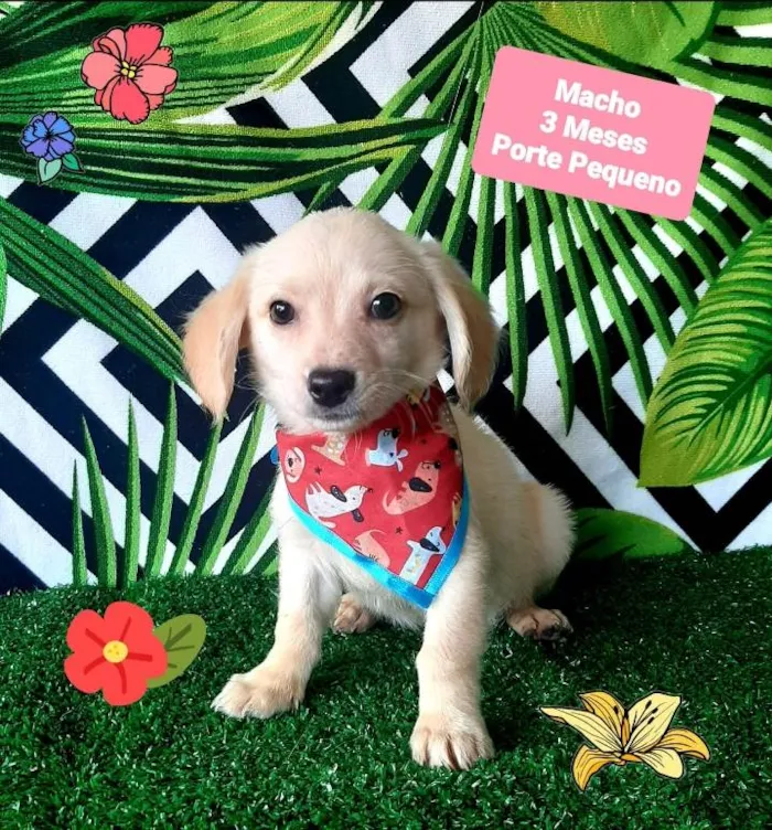 Cachorro raça Srd idade 2 a 6 meses nome Teo 