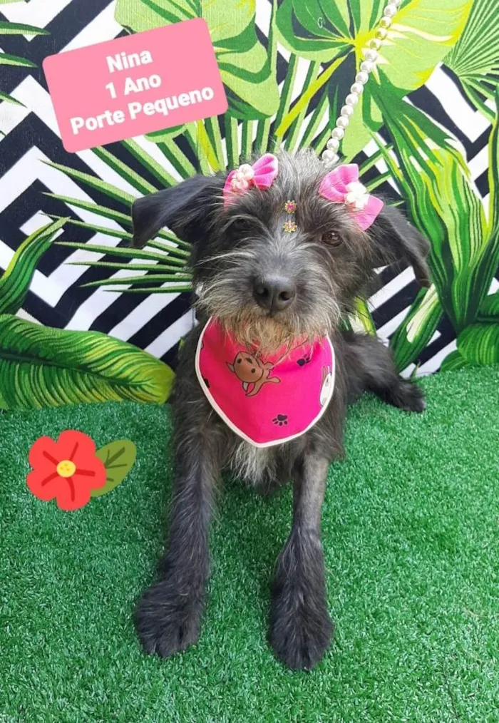 Cachorro raça Srd idade 1 ano nome Nina 