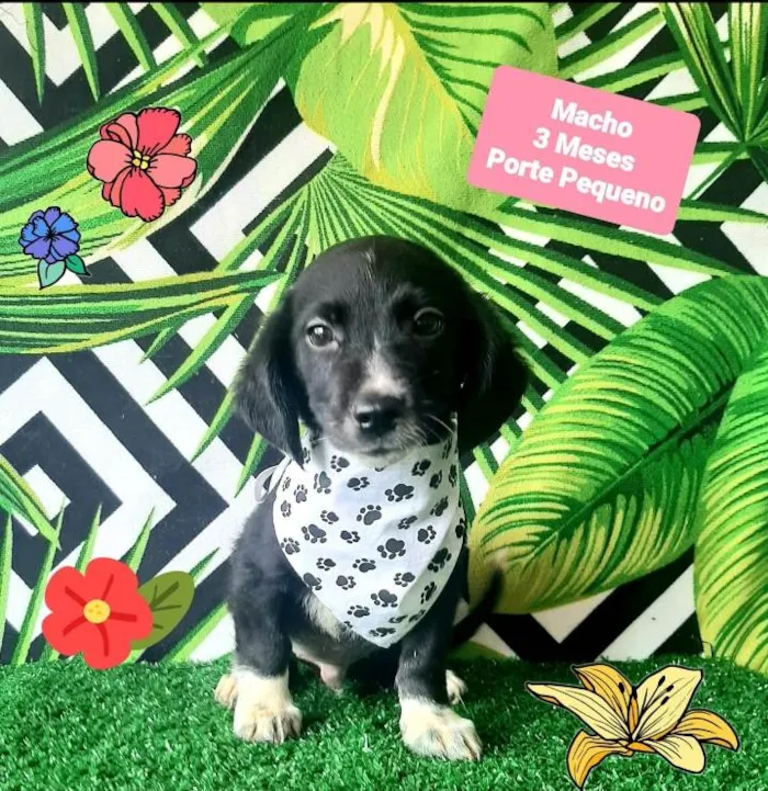 Cachorro raça Srd idade 2 a 6 meses nome Tchutchucao 