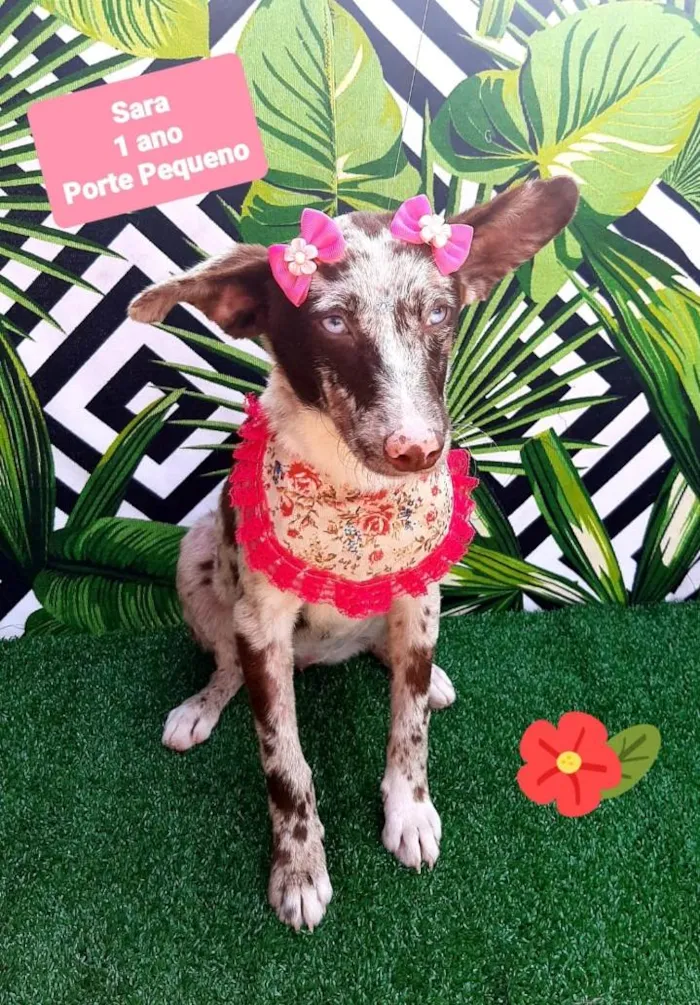 Cachorro raça Srd idade 1 ano nome Sara