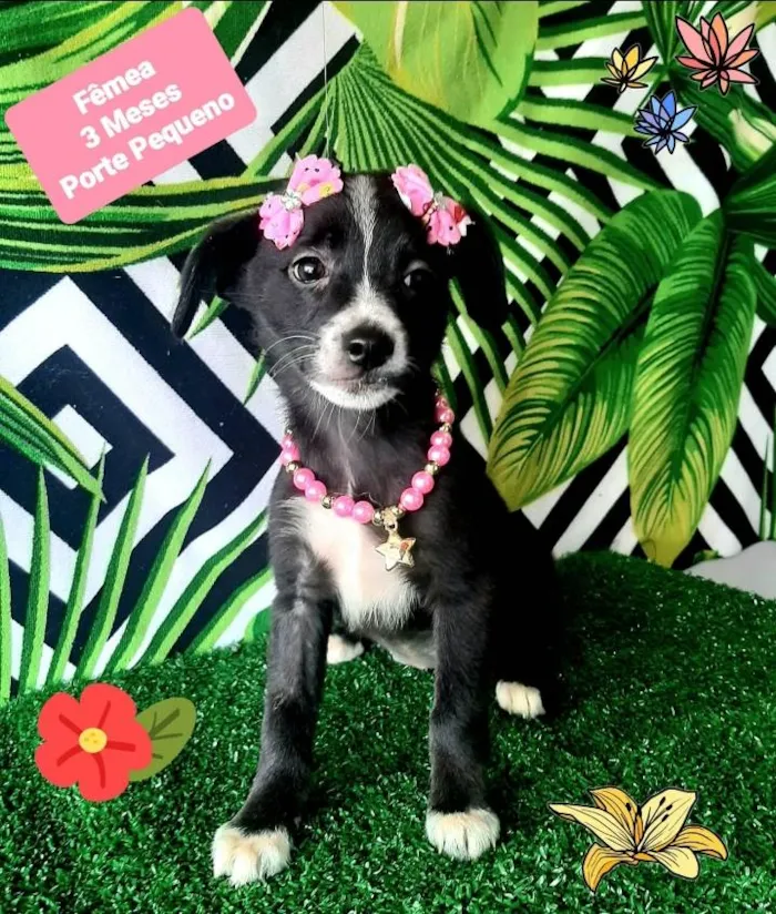 Cachorro raça Srd idade 2 a 6 meses nome Savana 